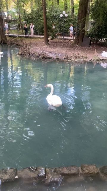 Дендрарий в Сочи 🦢🦢♥️