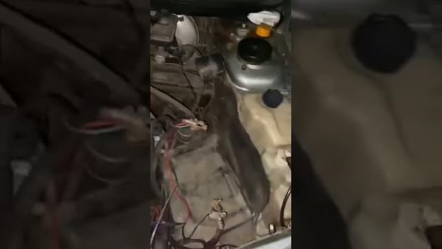 Первая 2110 которую взяли за 12500 она на ходу но слетел ре?