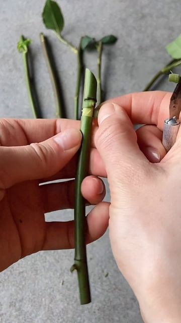 А вы когда-нибудь пробовали укоренить розу из букета?