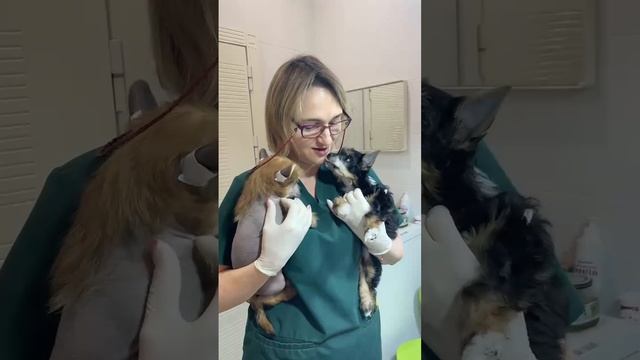 Первый выход в свет. Первая прививка, помёт "G"! 2 мес.