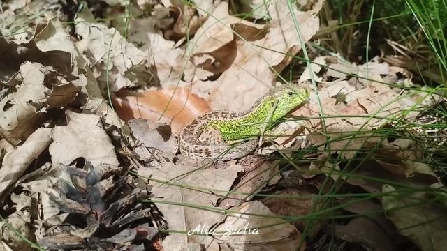 Прыткая ящерица. Lacerta agilis.
