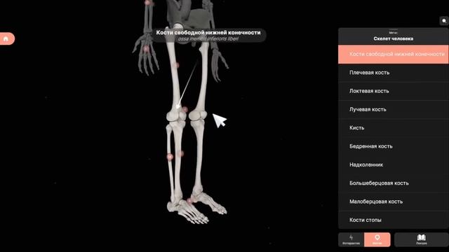 Детализированные анатомические 3D-сцены