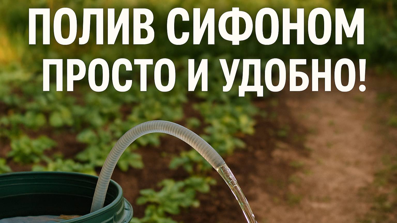 Полив сифоном: простой способ напоить грядки без ведер и лейки!