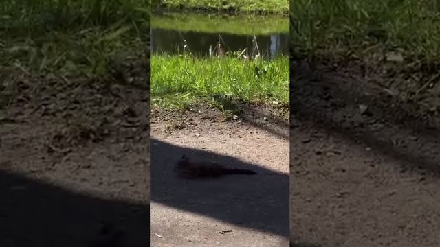 Белка бросилась спасать своего малыша от вороны, которая его утащила 🐿️