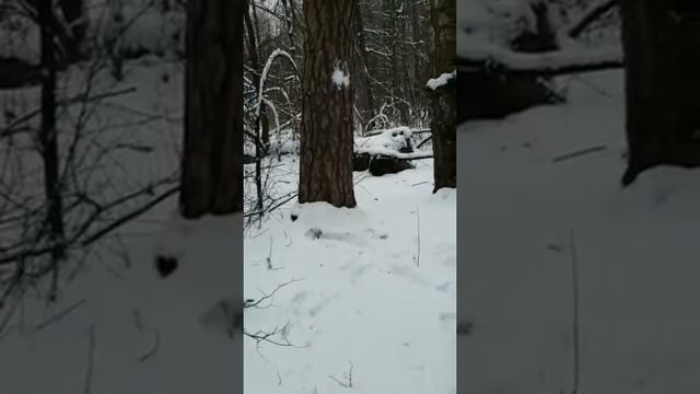 Бросаю снежки в дерево в заседление
