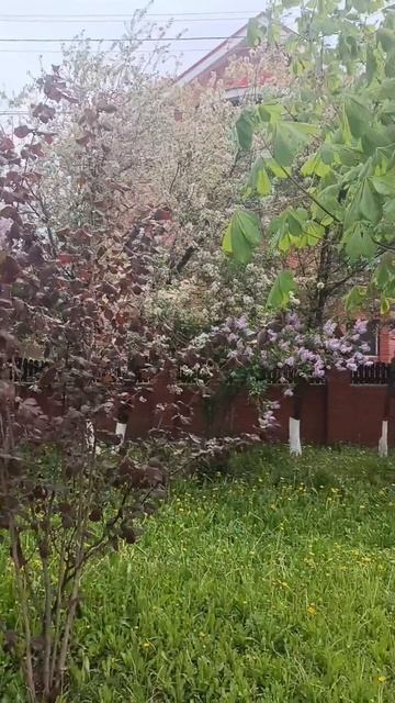 Гуляю по городу. Май 2025. #4