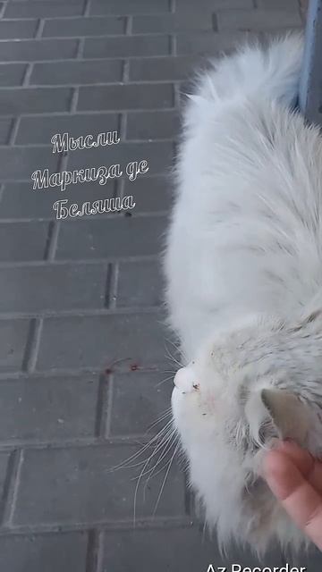 #котики #кошка #киса #домашниеживотные #кошки #пес #собакадругчеловека #собака #собаки #щенок #мимим