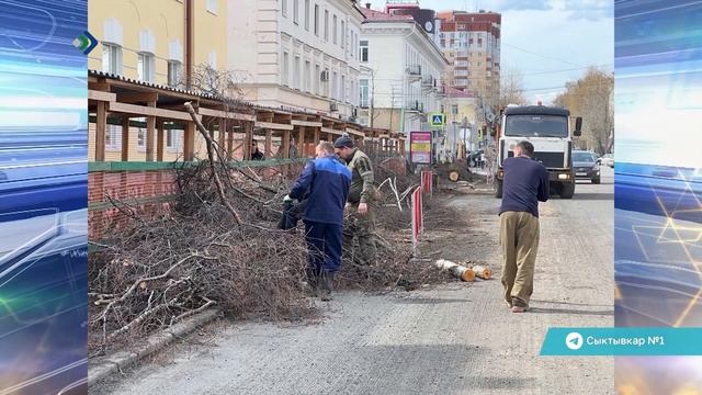 Сыктывкарцы обратили внимание на массовую вырубку деревьев