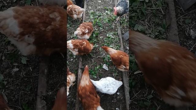 Куриный хор Петра Курвецкого исполняет.