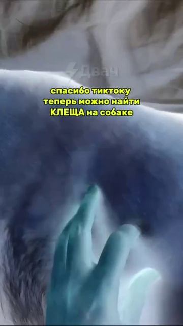 КАК НАЙТИ КЛЕЩА НА СОБАКЕ