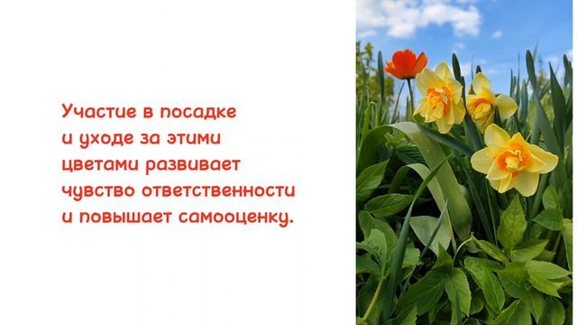 Нарциссы и тюльпаны.mp4