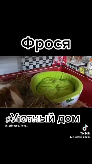 Домик # морская свинка # уют в доме# красота.mp4