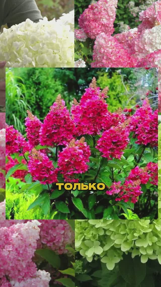 Эти гортензии как сумасшедшие - цветут пышнее всех!🌸🔥