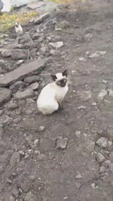 котята от сиамской кошки в добрые руки, д.р.28.04.23.( свободны кошка-сиамка и рыжий котик)г.Тула.