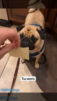 Искренне удивлён😂 ( видео про собак )