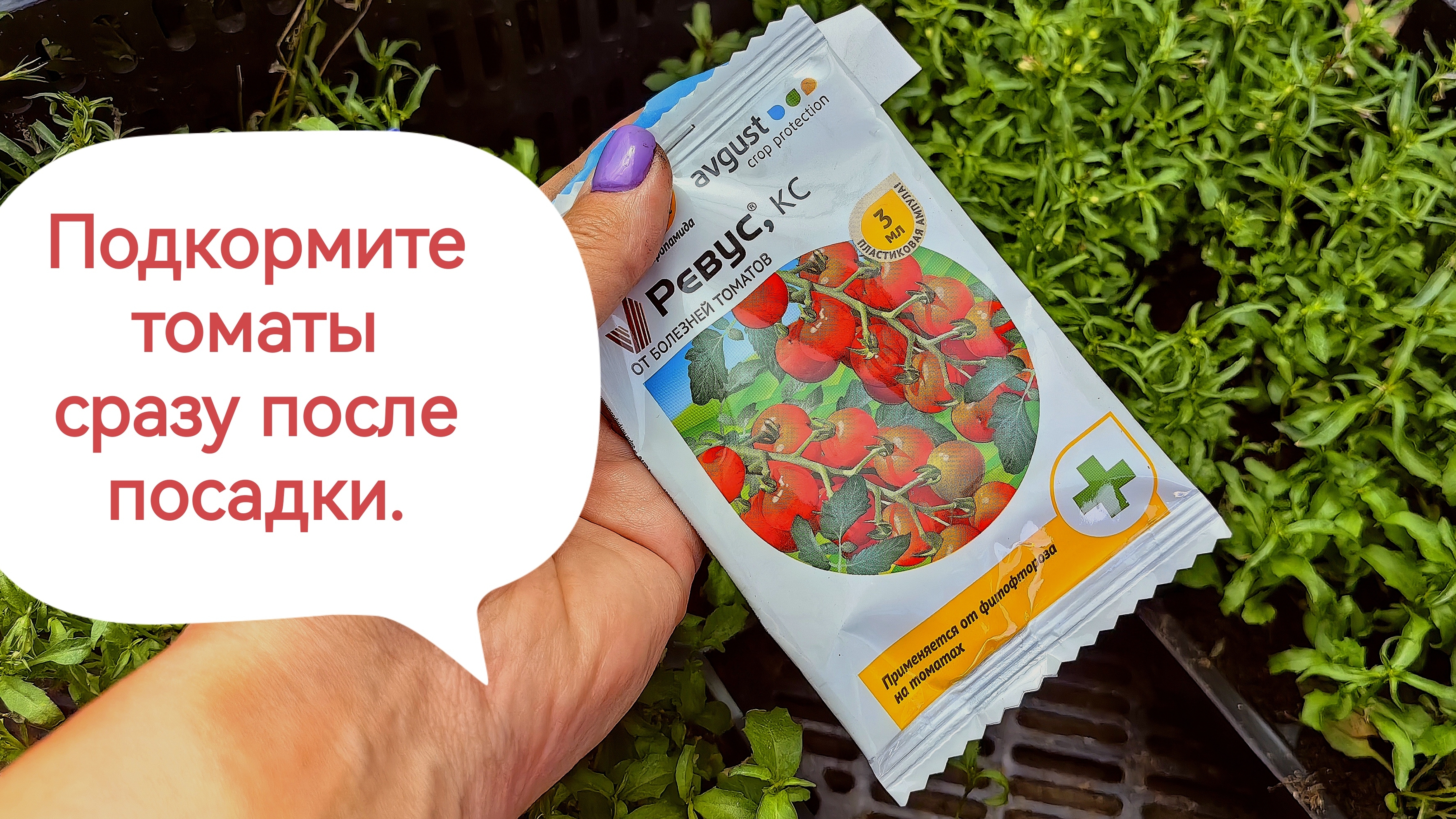 Три подкормки ,спасут томаты