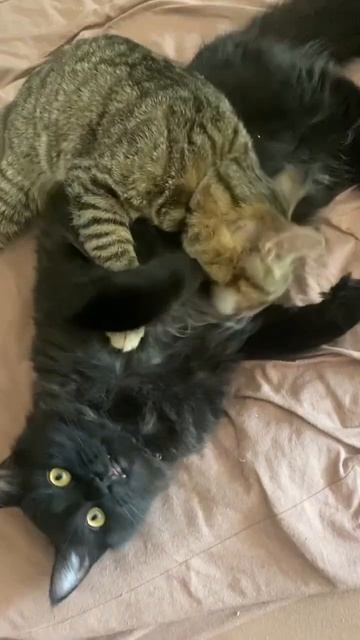 Люцик и Белла #коты #cats