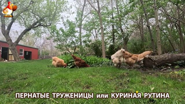 Куры несушки свободного выгула и их обычная куриная рутина – эпизод (308)