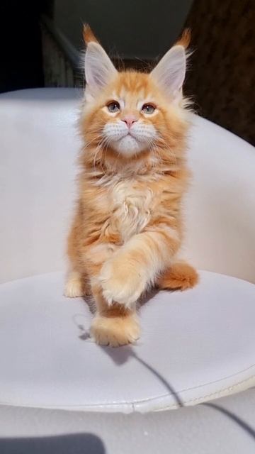Platon Mos Lakshestar котенок мейн кун 2 месяца 4 дня.
