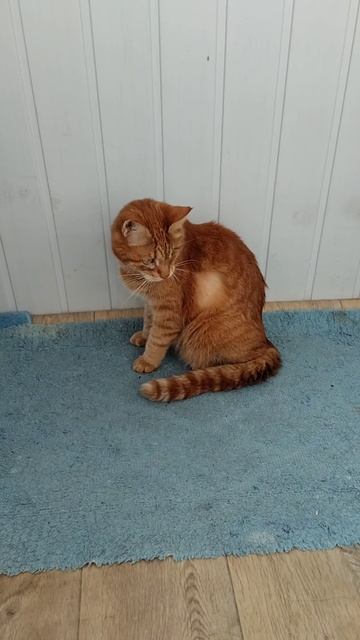 Котики
