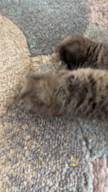 Танцуй со мной!🕺🎉 #котики #танцы #животные