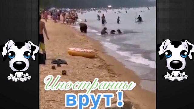 Как живут русские медведи