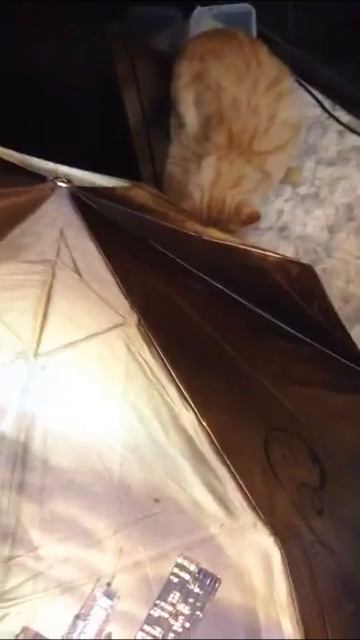 Котик и зонтик