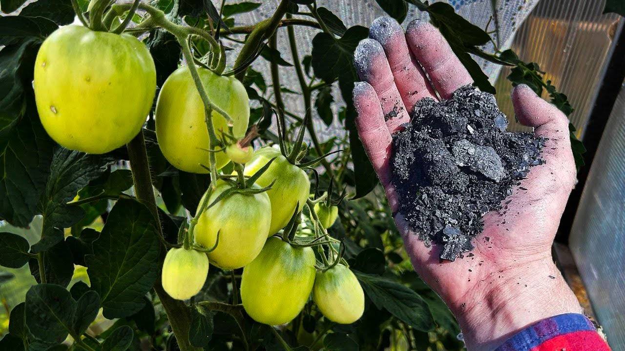 СРОЧНО дайте ЭТО Томатам. Последняя важная подкормка. Чтобы томаты завалили урожаем с ног до головы
