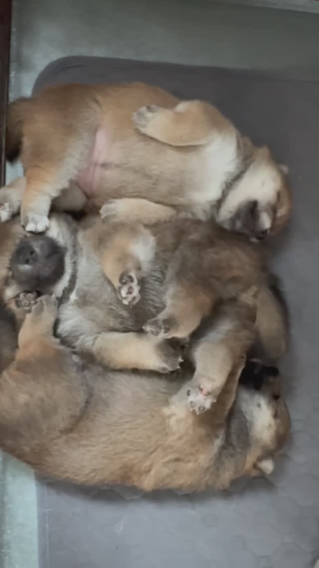 Puppy Shiba «D»