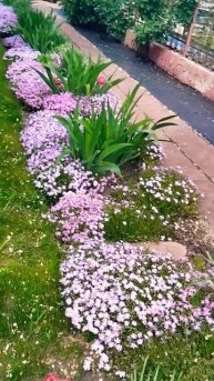 Земля смеется цветами!