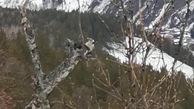 дятел в природе