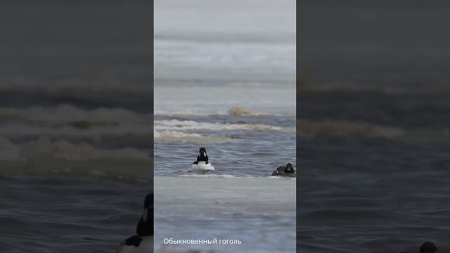 Работа фотографа в Забайкальском национальном парке