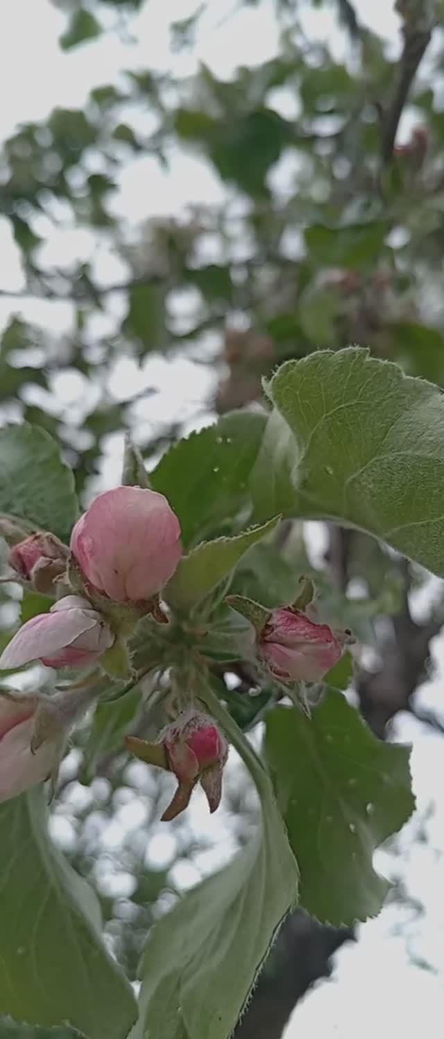 Немного весны в ленту 🌸
