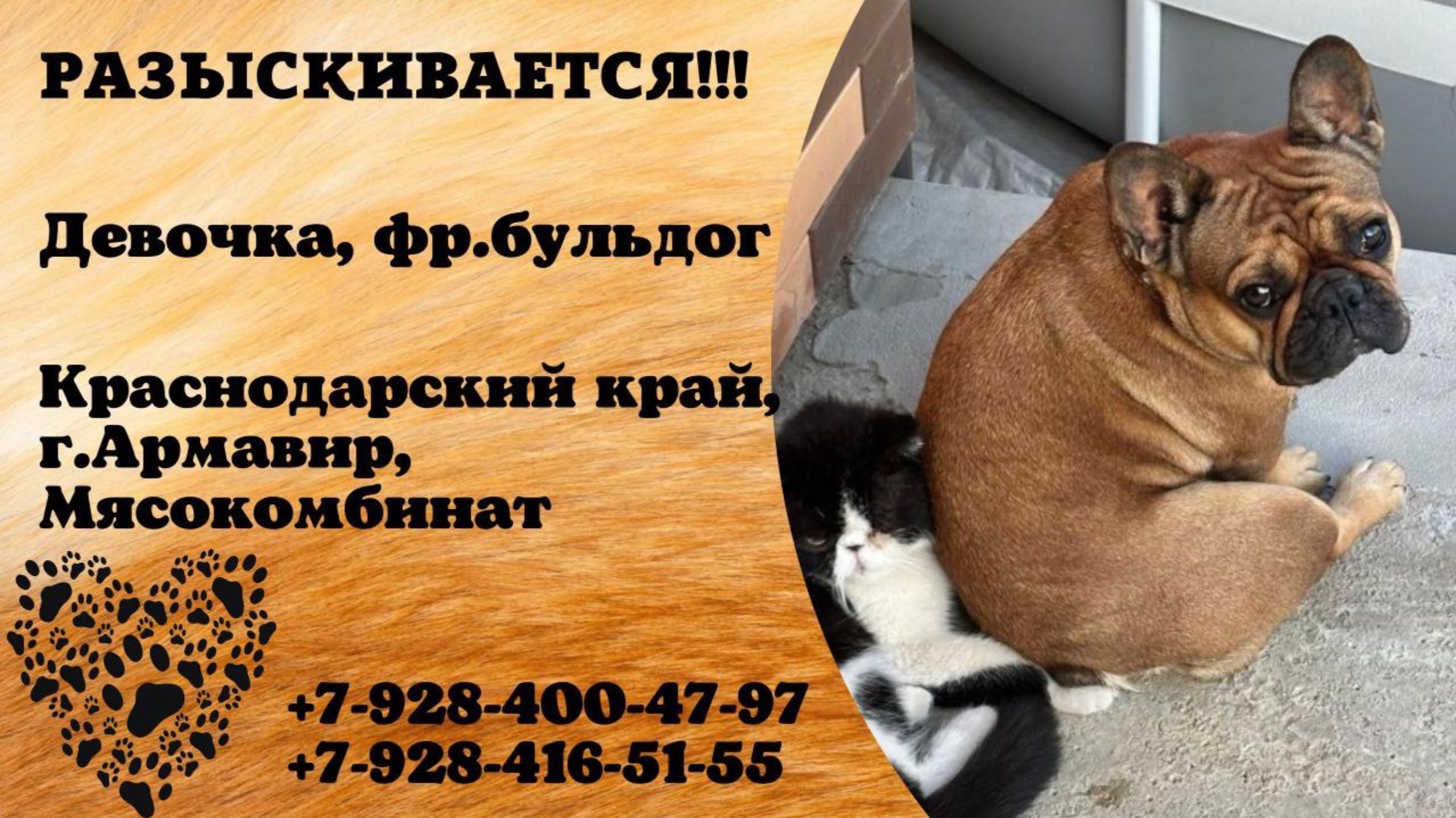 Пропала собака! Девочка, французский бульдог. Краснодарский край, г.Армавир.