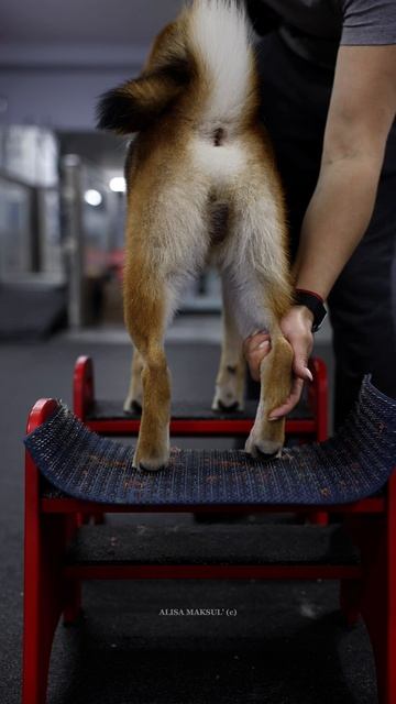 Fitness Training Shiba Inu