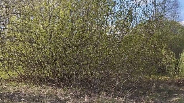 Торги на земельный участок с КН 50:04:0020101:1553