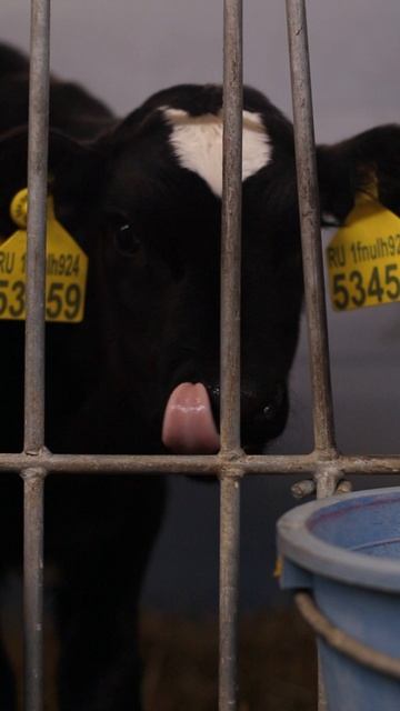 💚 Телята — настоящие символы новой жизни и обновления.