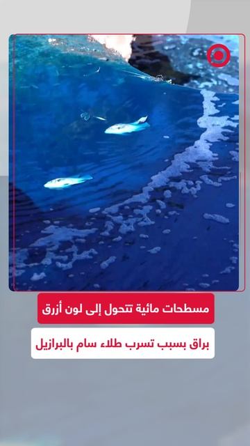 مسطحات مائية في البرازيل تتحول إلى لون أزرق براق بسبب تسرب طلاء سام