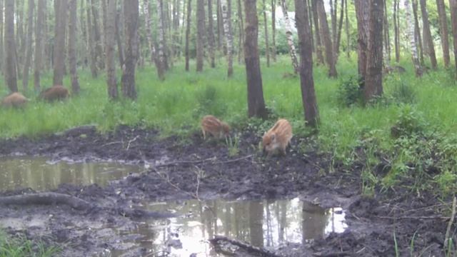 Кабанчики видео фотоловушки