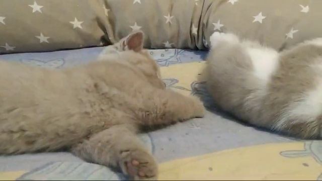 WhatsApp Video 2025-05-07 at 03.07.25