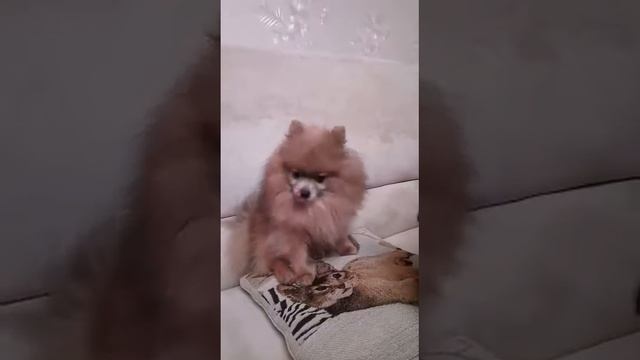 Бари поёт песню, а Хамер подпевает ☺ Часть 3