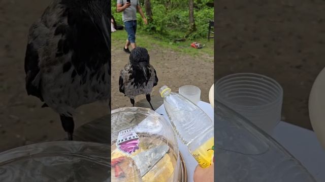 Ворона пьёт чачу