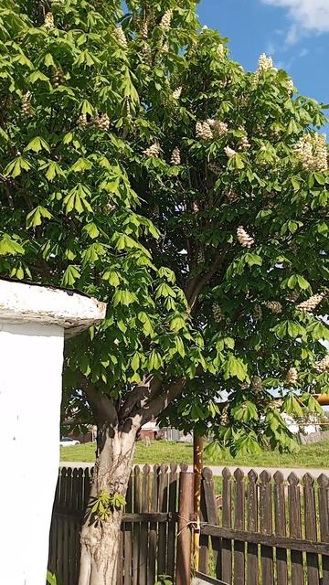 Каштан зацвел у меня!