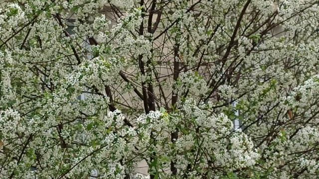 Вишня цветёт, у Алины день рождения. 15.05.25
