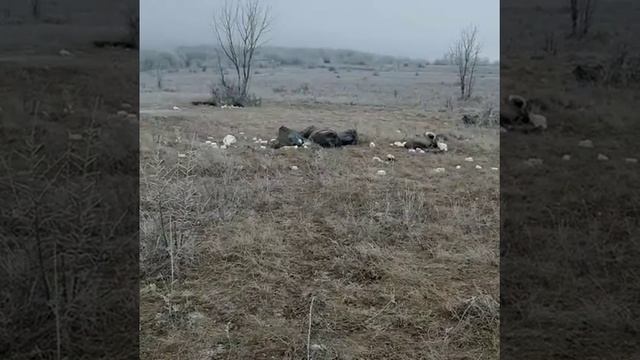 Участники восхождения на гору Бештау оставили кучи мусора на Ставрополье