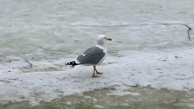 Это я такая деловая иду