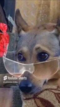 #прикол#джесси#дача.mp4