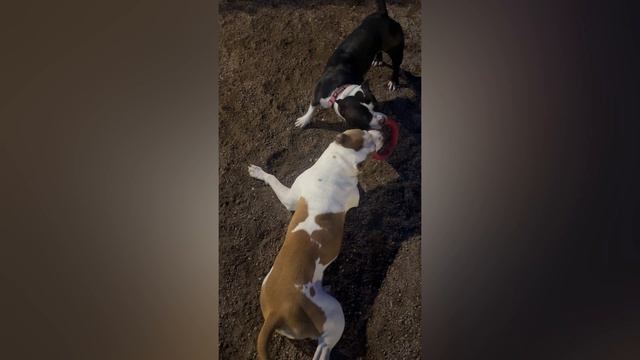 Играем с друзьями 🐶