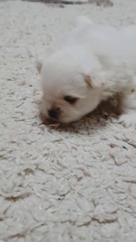 Щенки померанского шпица 3 недели/white pomeranian spitz/ pom Kasper/Casper puppies