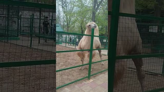 Ейский зоопарк в парке Поддубного 2025, куда сходить в Ейске с детьми, кормление верблюда и страуса